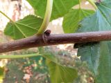 Morus rubra