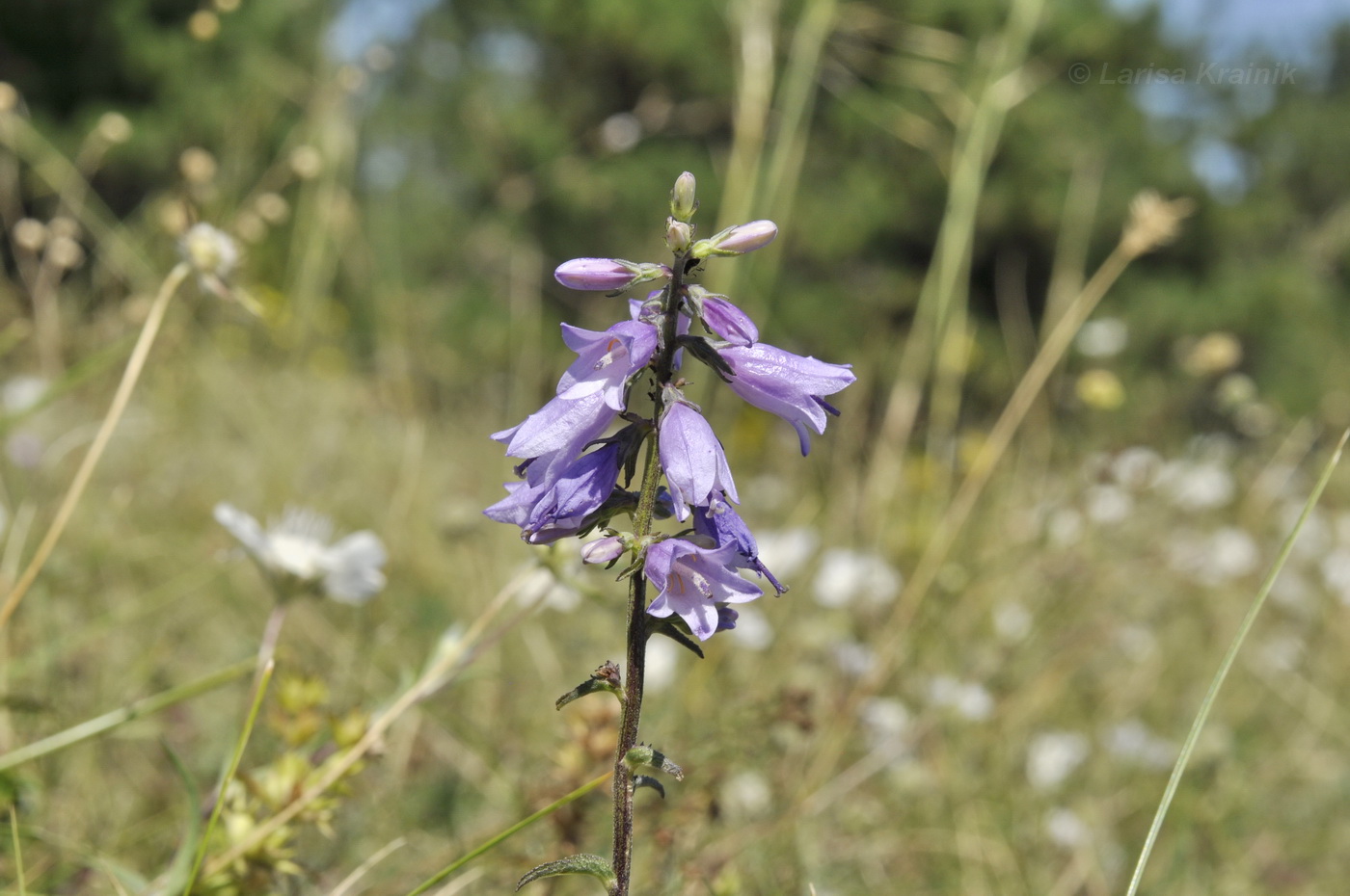 Image of Campanula ruthenica specimen.