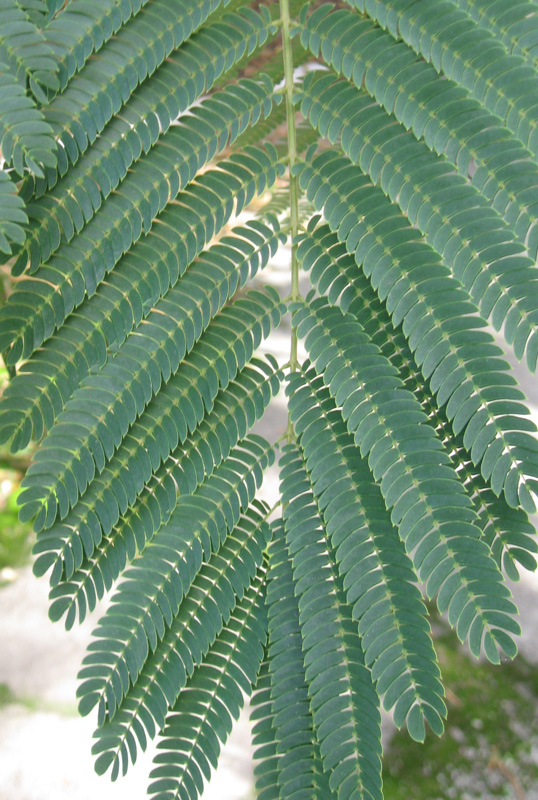 Image of Albizia julibrissin specimen.