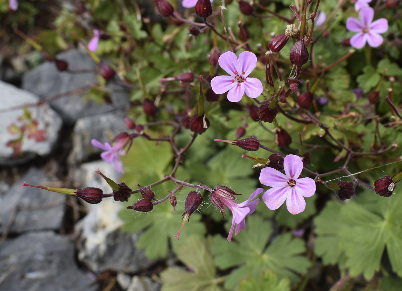 Изображение особи Geranium robertianum.