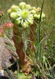 Sempervivum transcaucasicum