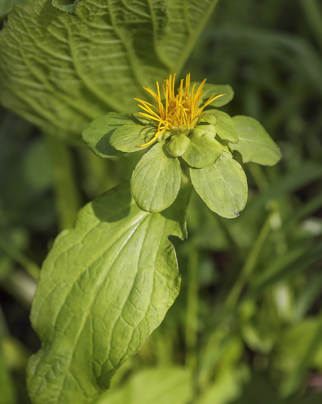 Изображение особи Telekia speciosa.