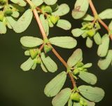 Euphorbia humifusa