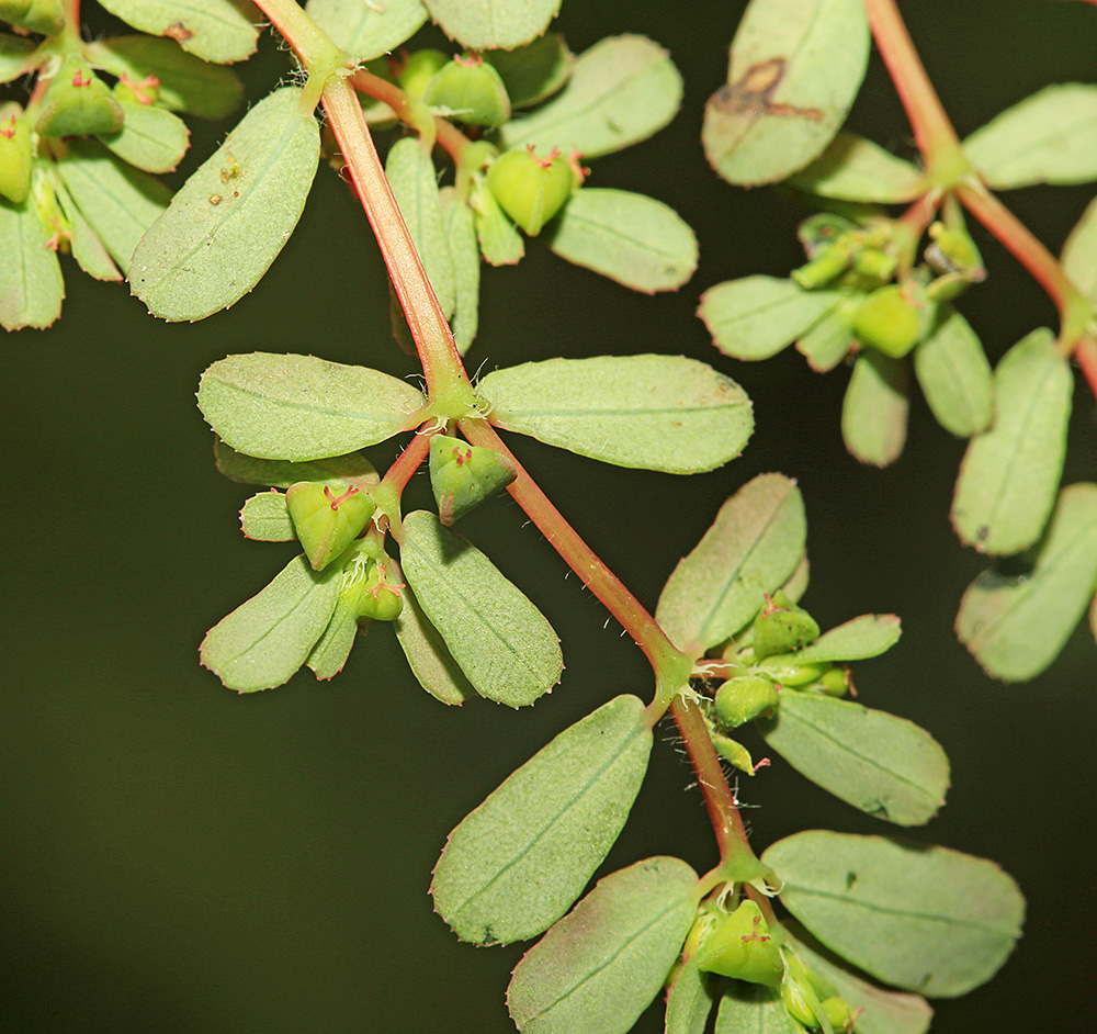 Image of Euphorbia humifusa specimen.