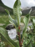 Salix pantosericea