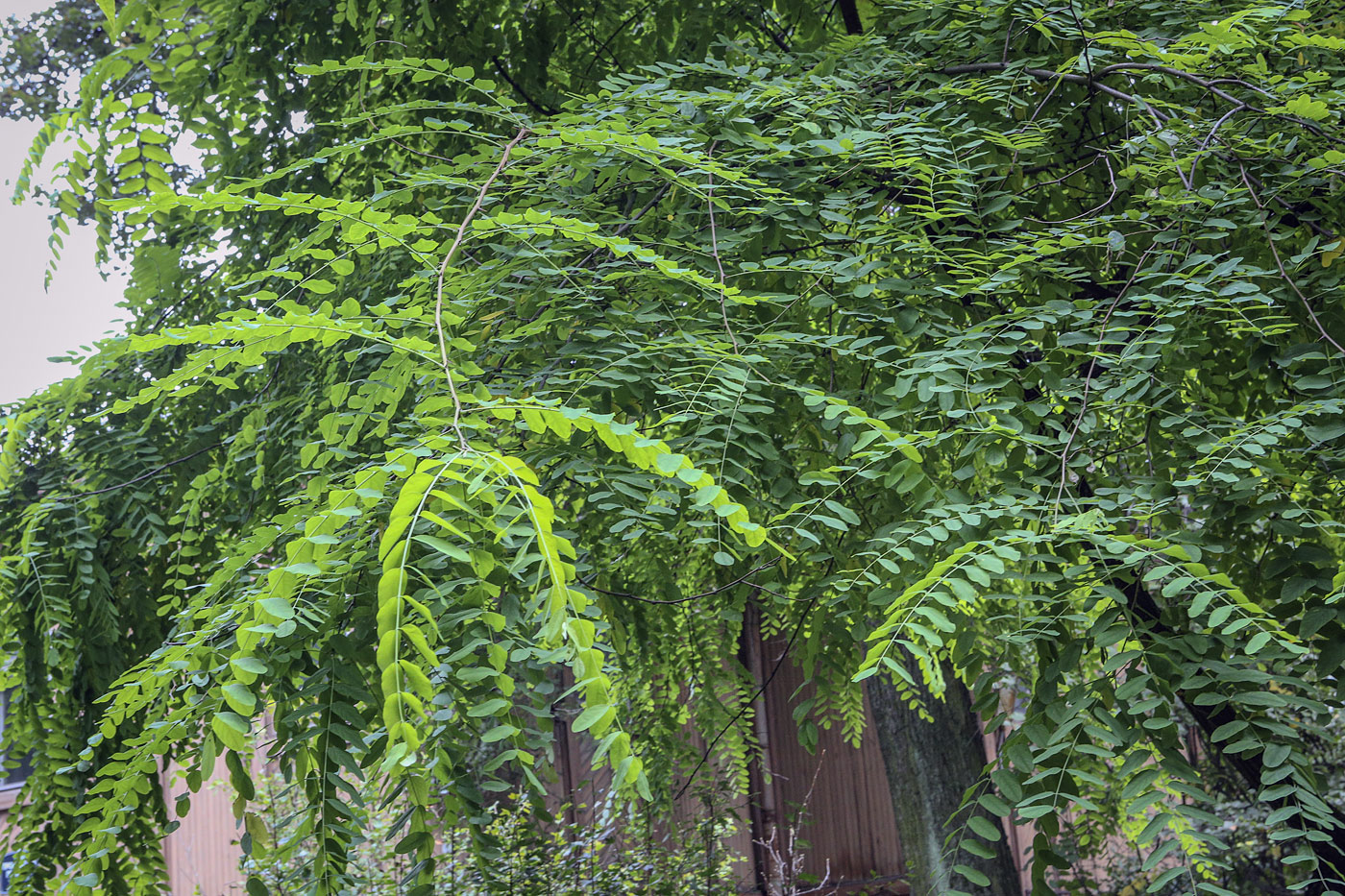 Image of Robinia luxurians specimen.