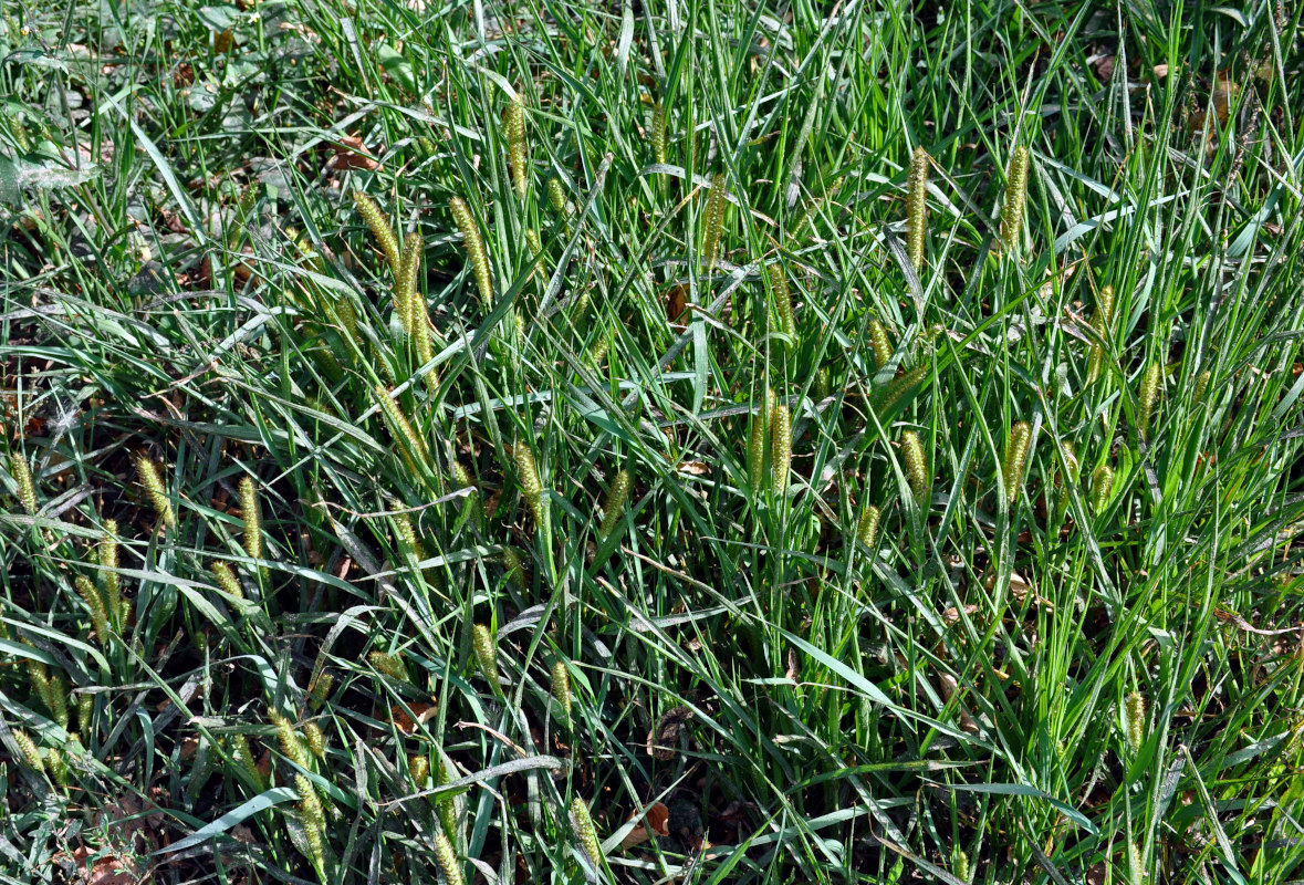 Image of Setaria pumila specimen.