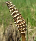 Equisetum arvense