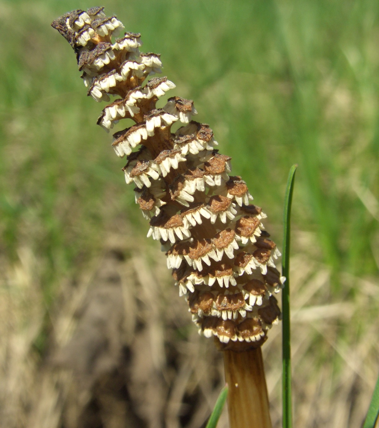 Изображение особи Equisetum arvense.