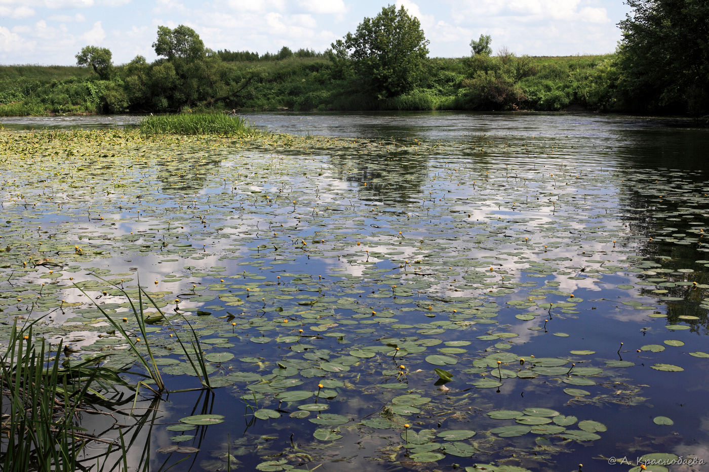 Image of Nuphar lutea specimen.