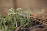 genus Cladonia