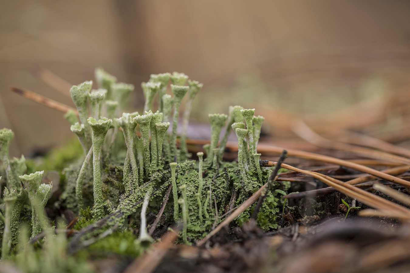 Изображение особи род Cladonia.