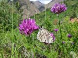 Allium barsczewskii. Верхушка цветущего растения с кормящейся бабочкой-боярышницей. Узбекистан, Ташкентская обл., южный склон Чаткальского хребта, бассейн р. Ахангаран, Каттасай, выше пос. Янгиабад и турбазы \"Янгиабад\", около 1800 м н.у.м., на северном склоне среди арчовника. 07.06.2019.