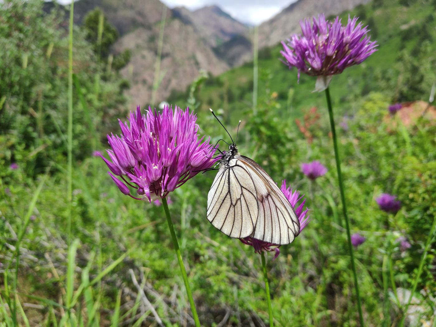 Image of Allium barsczewskii specimen.