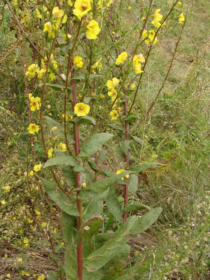 Image of Verbascum blattaria specimen.