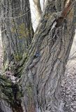 Populus alba. Нижняя часть ствола. Астраханская обл., Красноярский р-н, окр. с. Черёмуха, левый берег ерика Первенький, прибрежная лесопосадка. 12.02.2021.