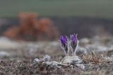 Pulsatilla taurica