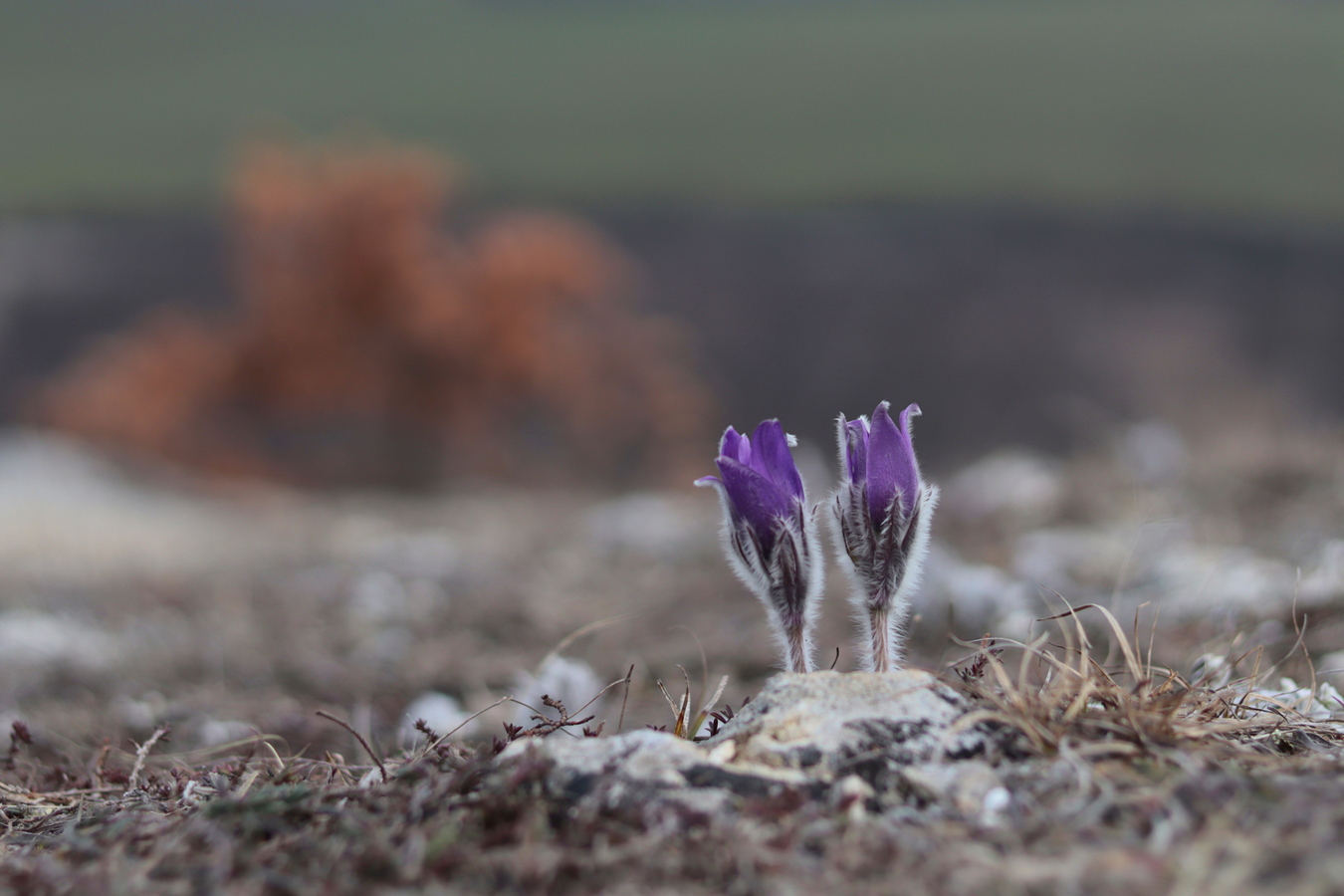 Image of Pulsatilla taurica specimen.