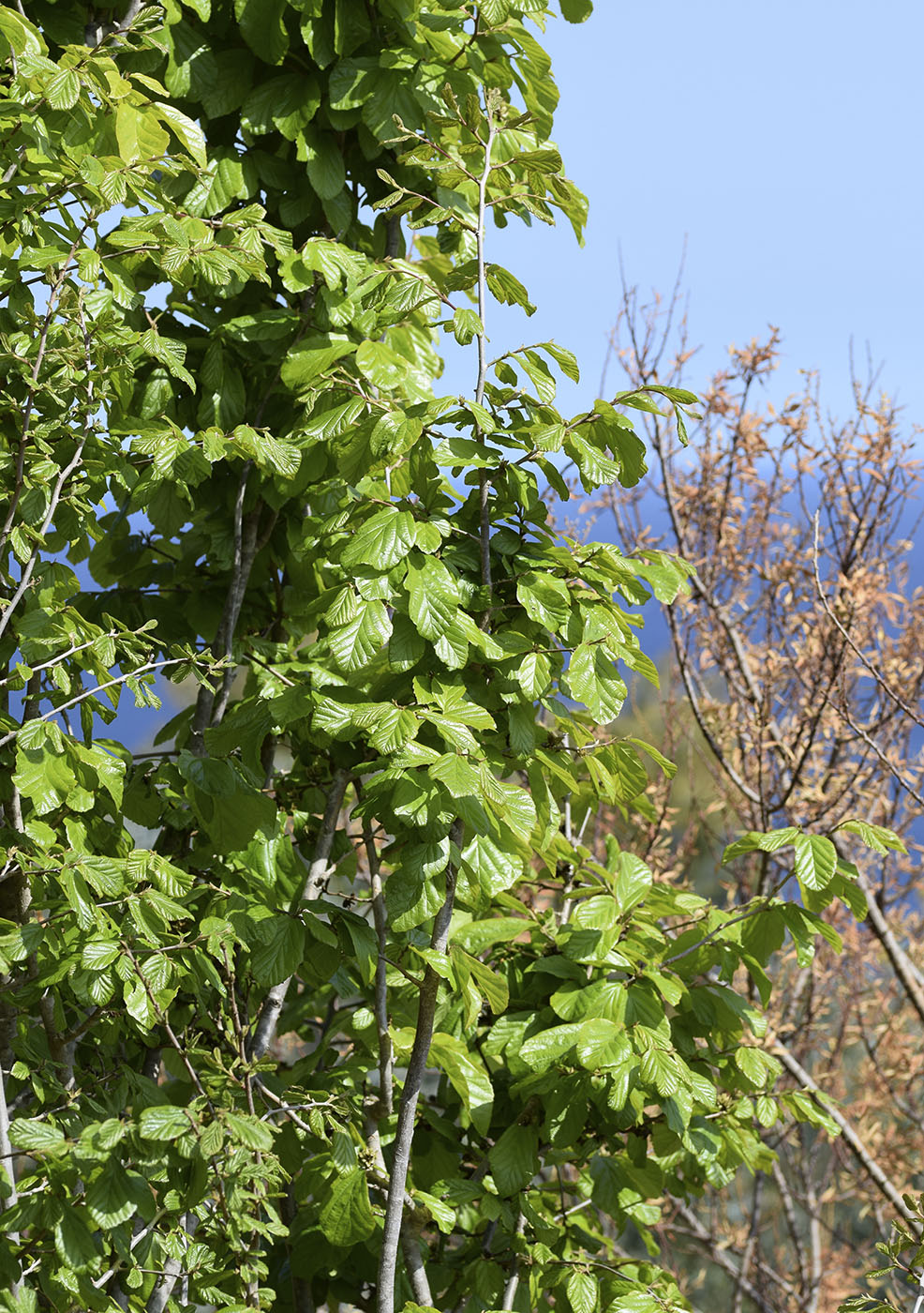 Изображение особи Parrotia persica.