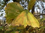 Corylus heterophylla