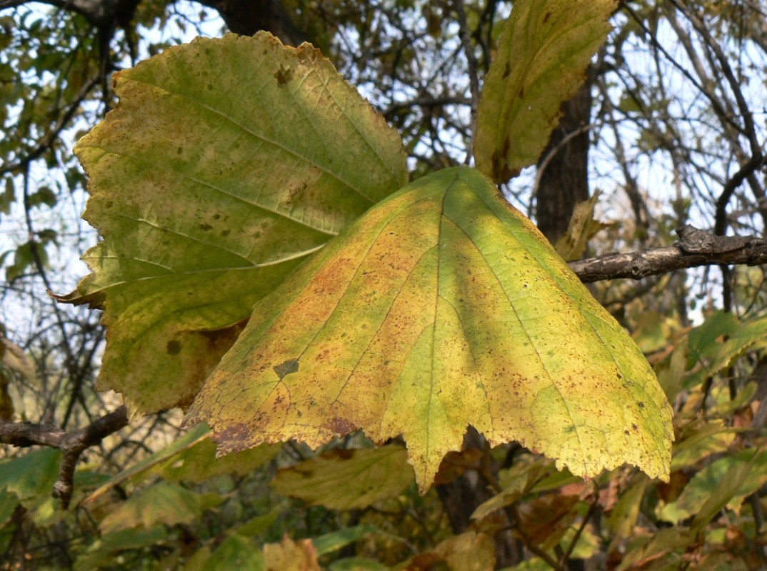 Image of Corylus heterophylla specimen.