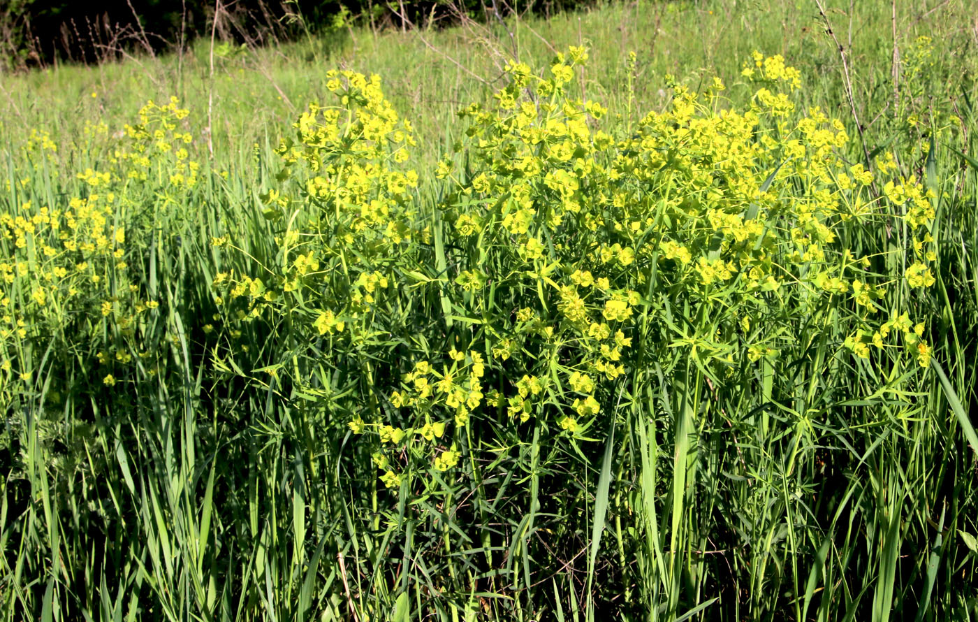 Image of Euphorbia virgata specimen.