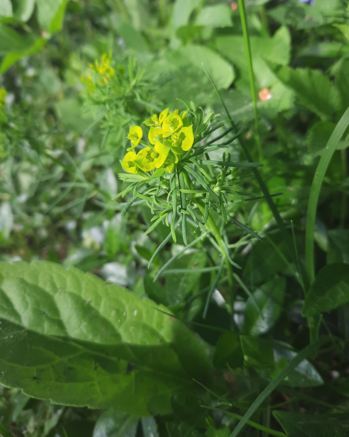 Image of genus Euphorbia specimen.