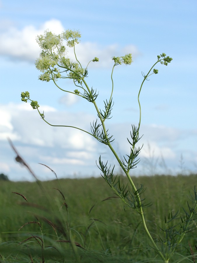 Image of Thalictrum lucidum specimen.