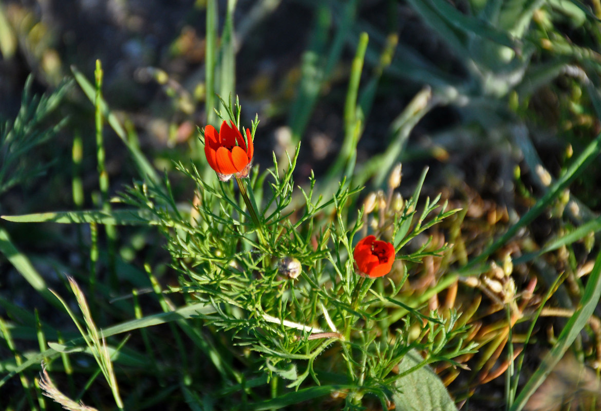 Изображение особи Adonis flammea.