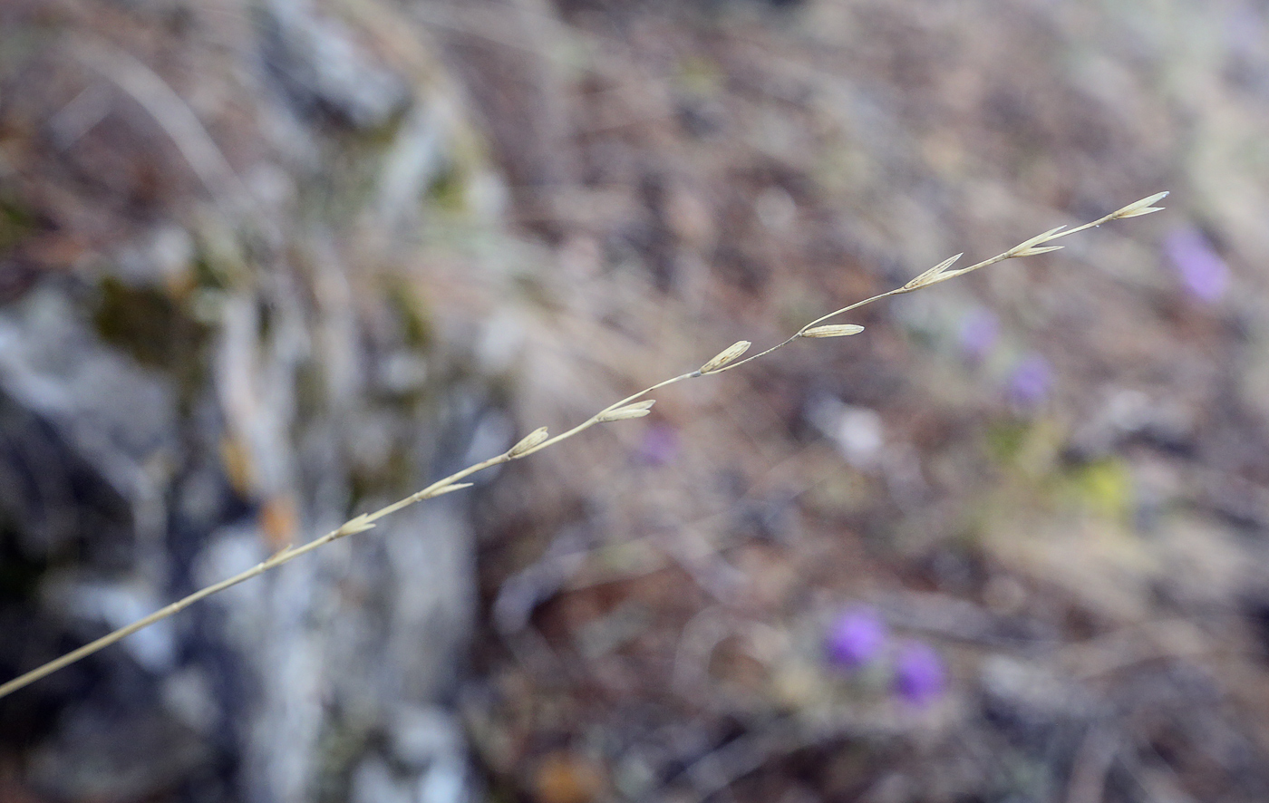 Image of Elytrigia reflexiaristata specimen.