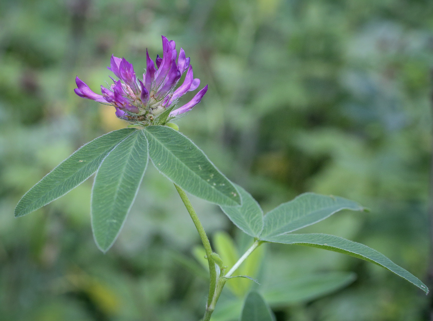 Image of Trifolium lupinaster specimen.