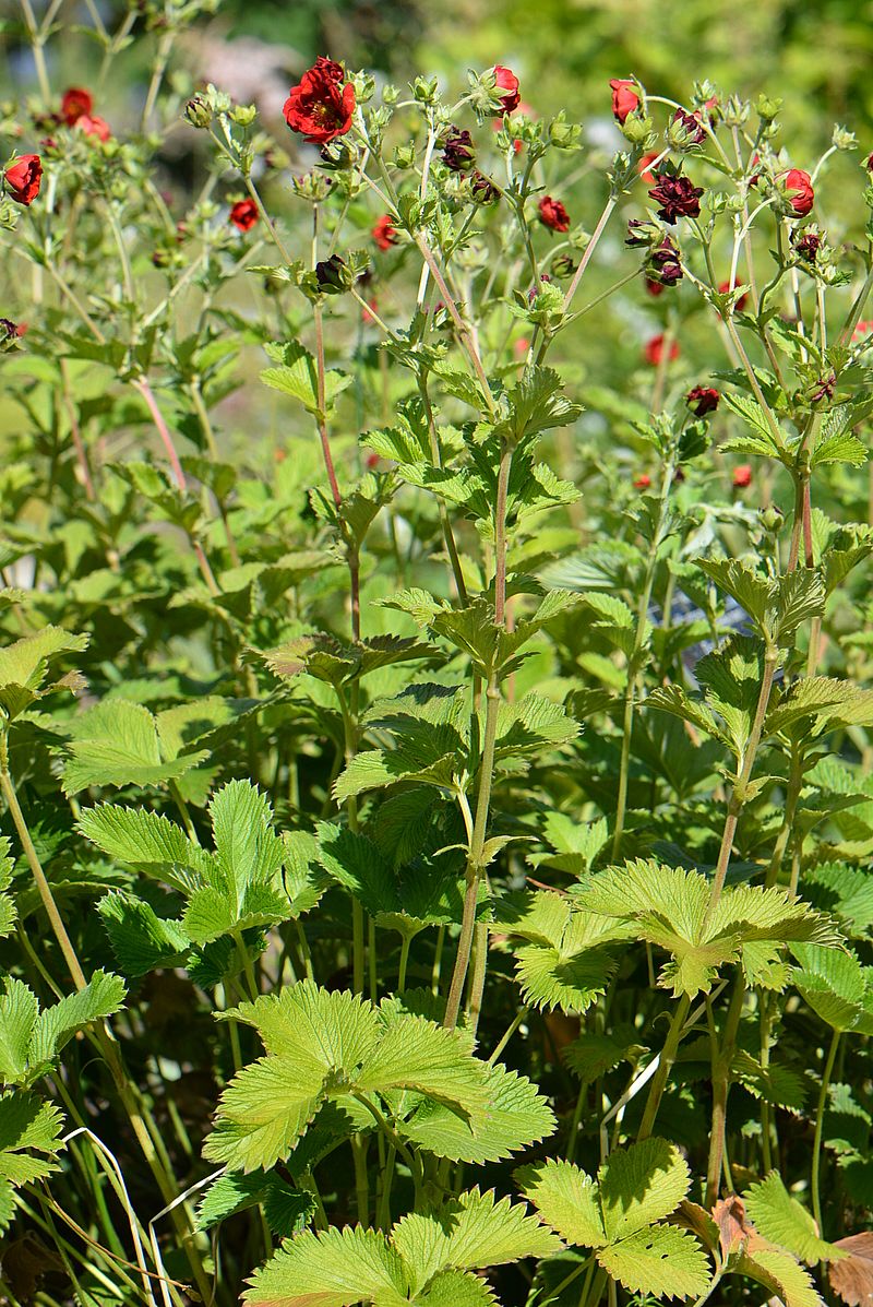 Изображение особи Potentilla argyrophylla var. atrosanguinea.