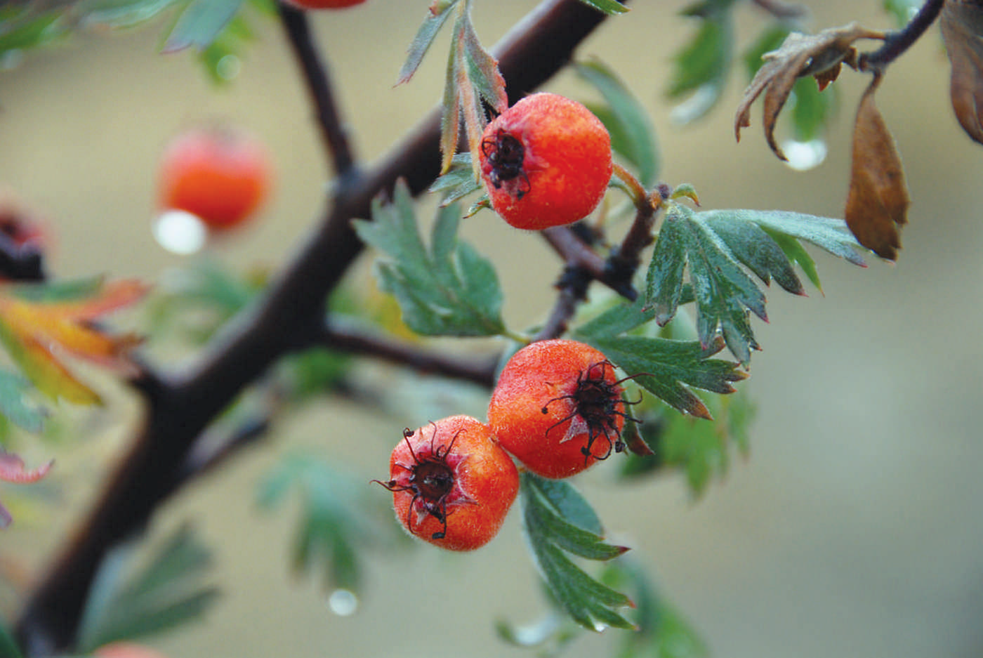 Изображение особи Crataegus szovitsii.