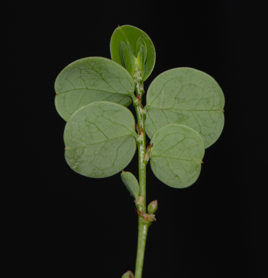 Image of genus Phyllanthus specimen.