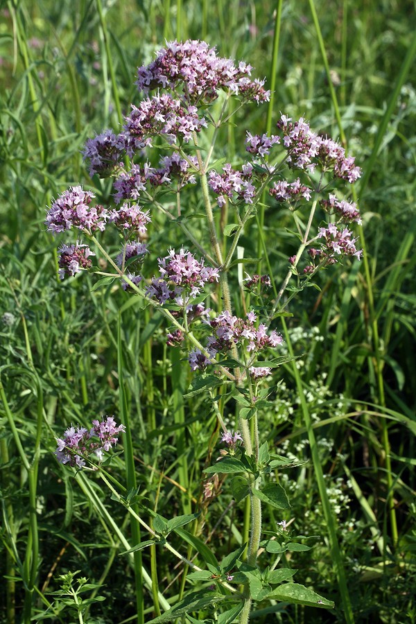 Изображение особи Origanum vulgare.