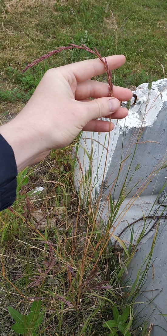 Image of genus Elymus specimen.