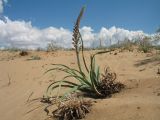 Eremurus inderiensis. Зацветающее растение с оголившимися корнями. Южный Казахстан, Жамбылская обл., окр. с. Акыртобе; южная часть песков Мойынкум, полузакреплённые пески, зона выветривания. 12 мая 2021 г.