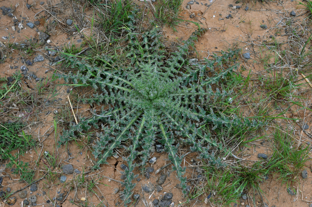 Изображение особи Carduus uncinatus.