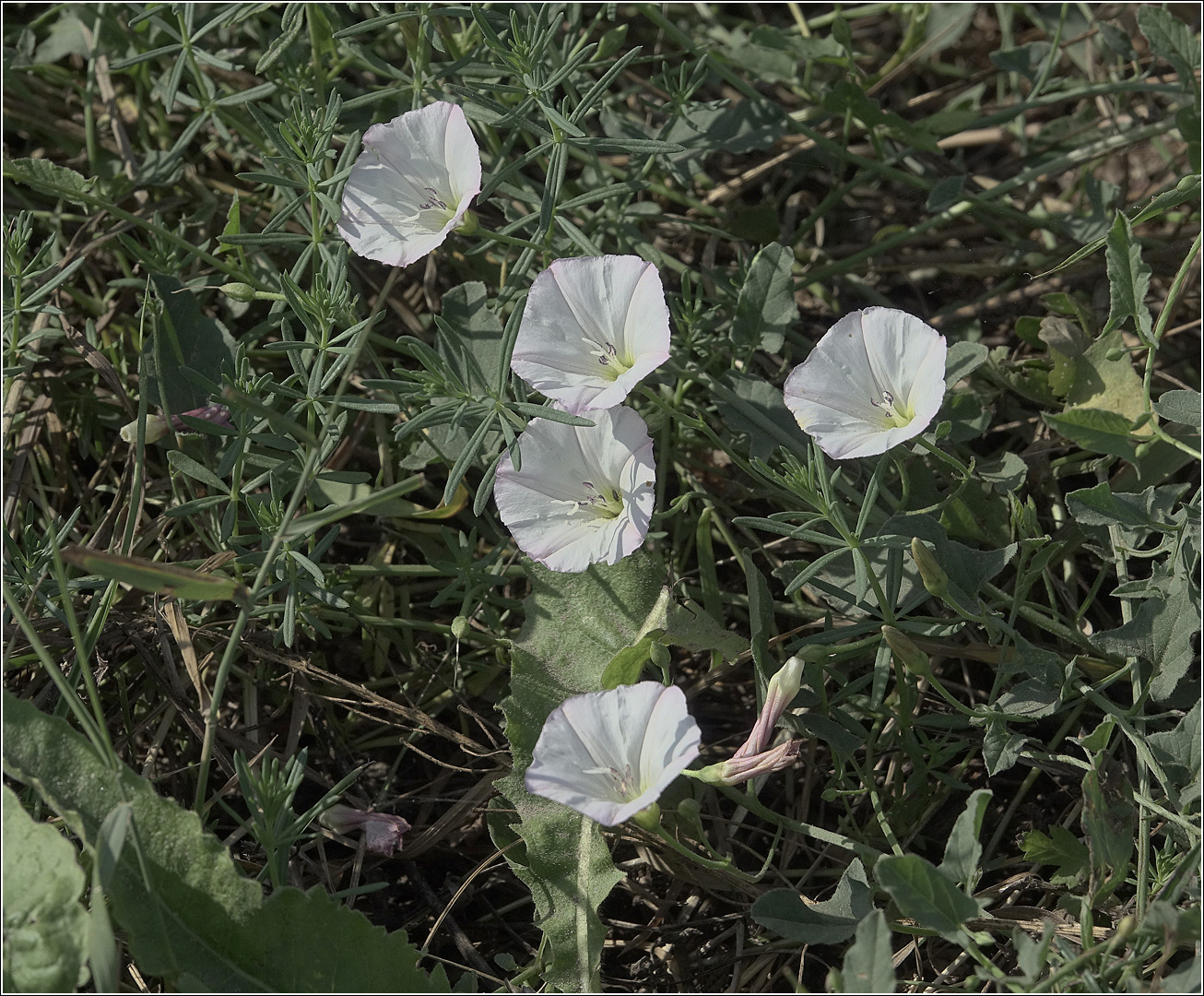 Image of Convolvulus arvensis specimen.