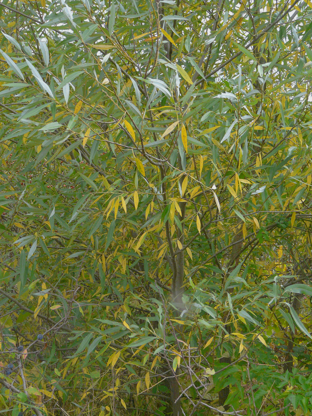 Image of Salix euxina specimen.