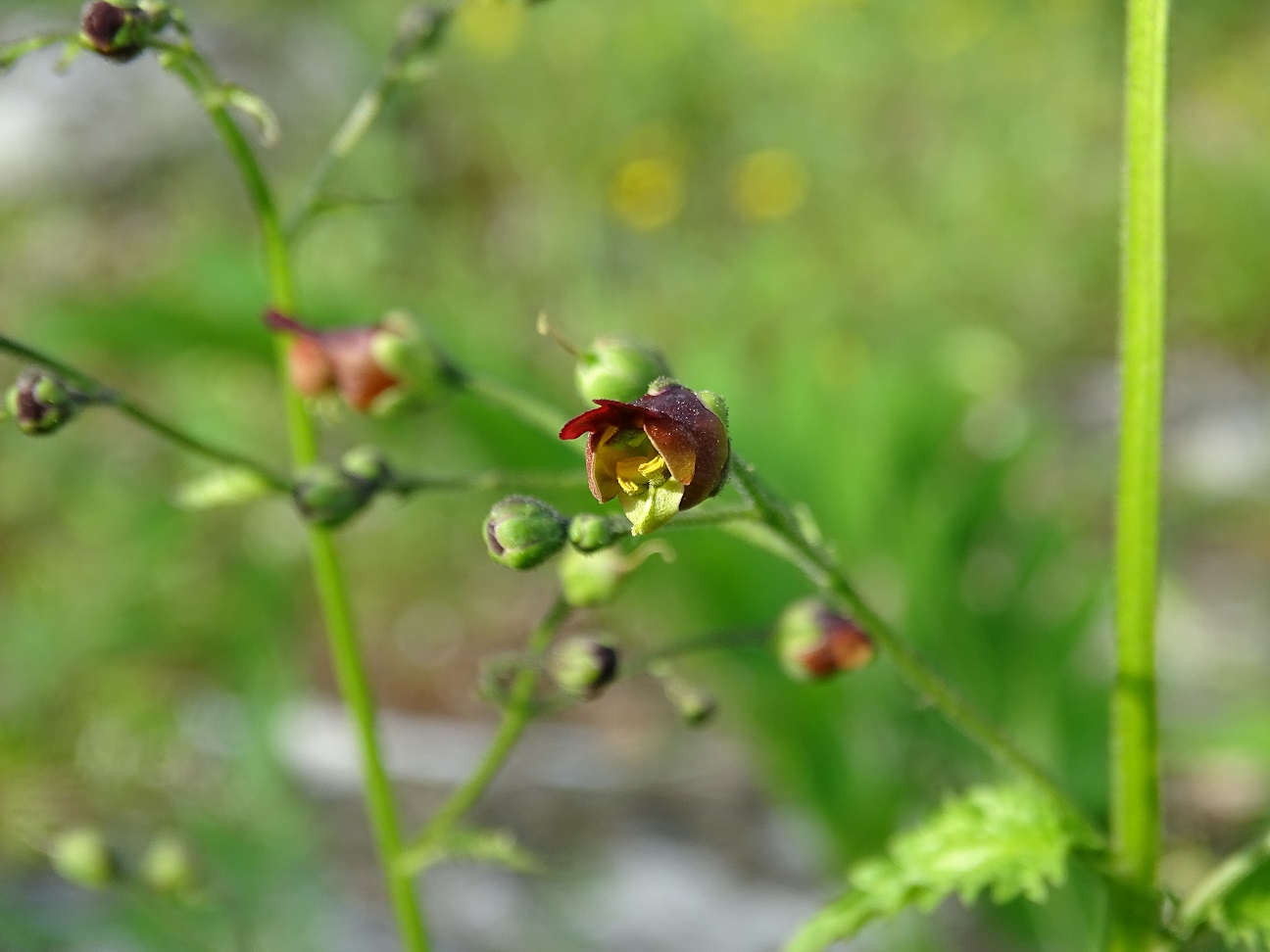 Изображение особи Scrophularia scopolii.