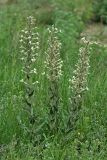 Silene quadriloba