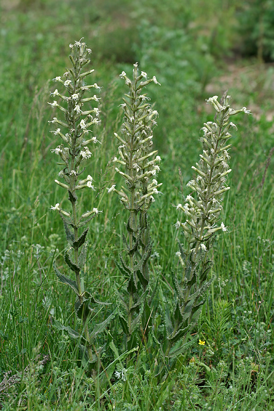 Image of Silene quadriloba specimen.