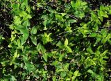 Lonicera japonica