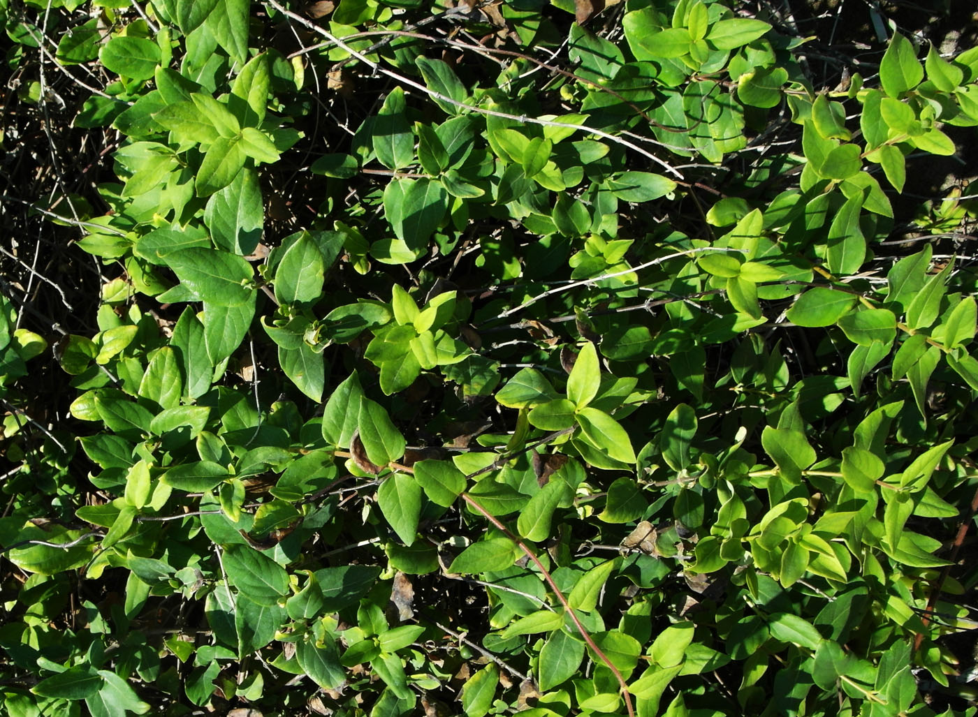 Image of Lonicera japonica specimen.