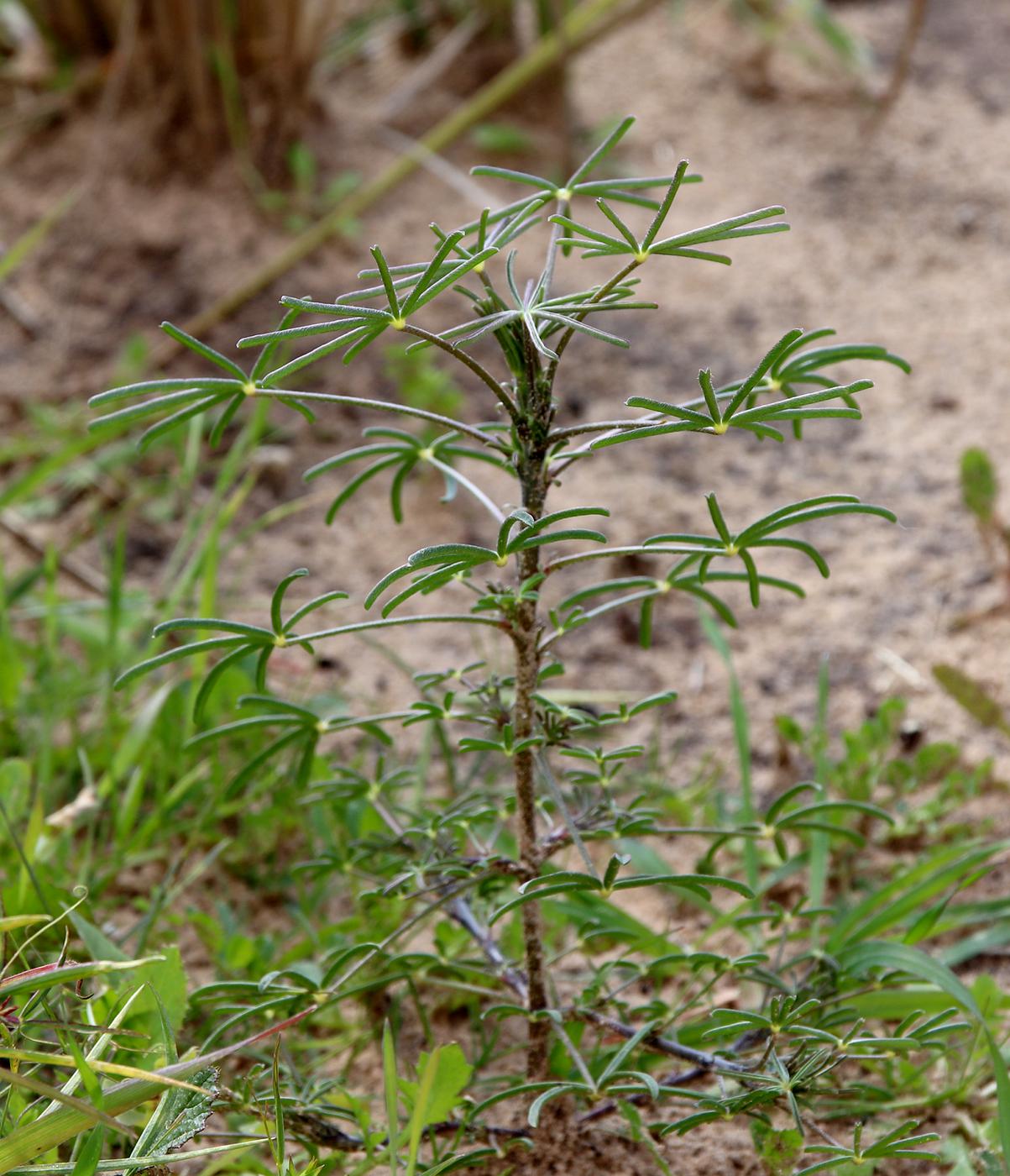 Изображение особи Lupinus angustifolius.