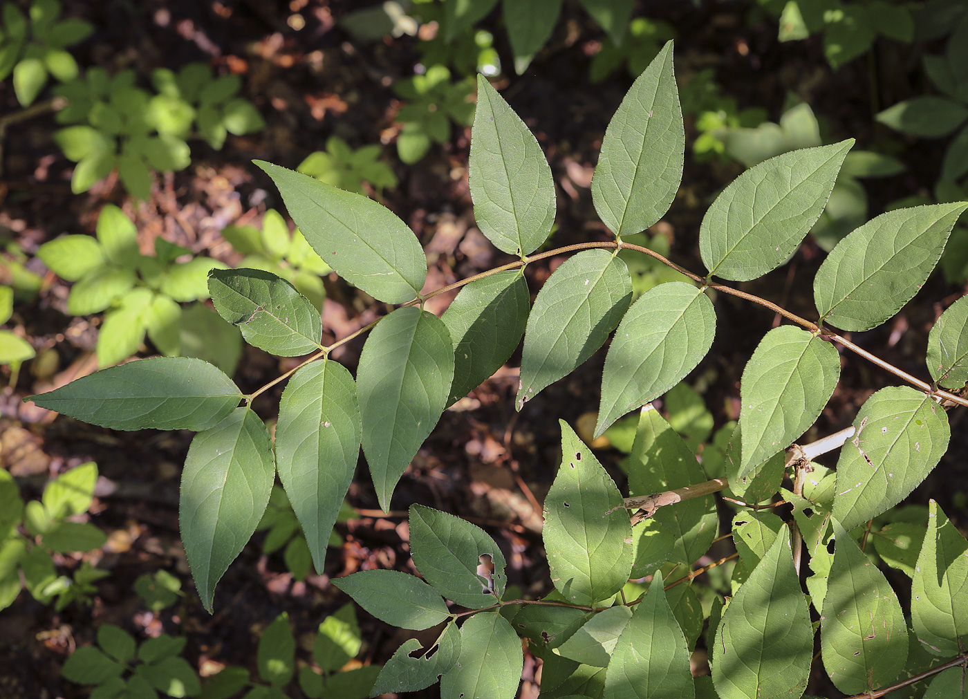 Image of Deutzia scabra specimen.