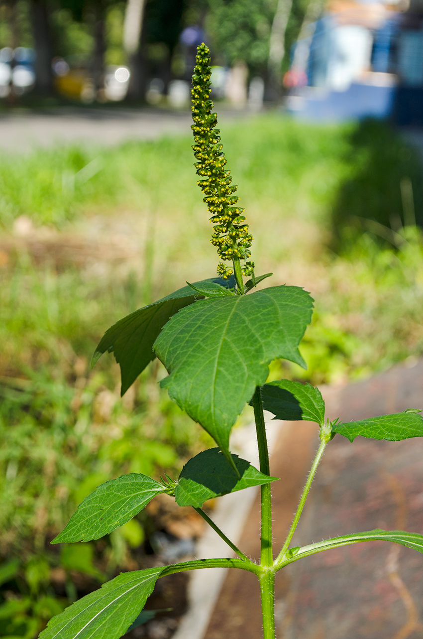 Image of Ambrosia trifida specimen.