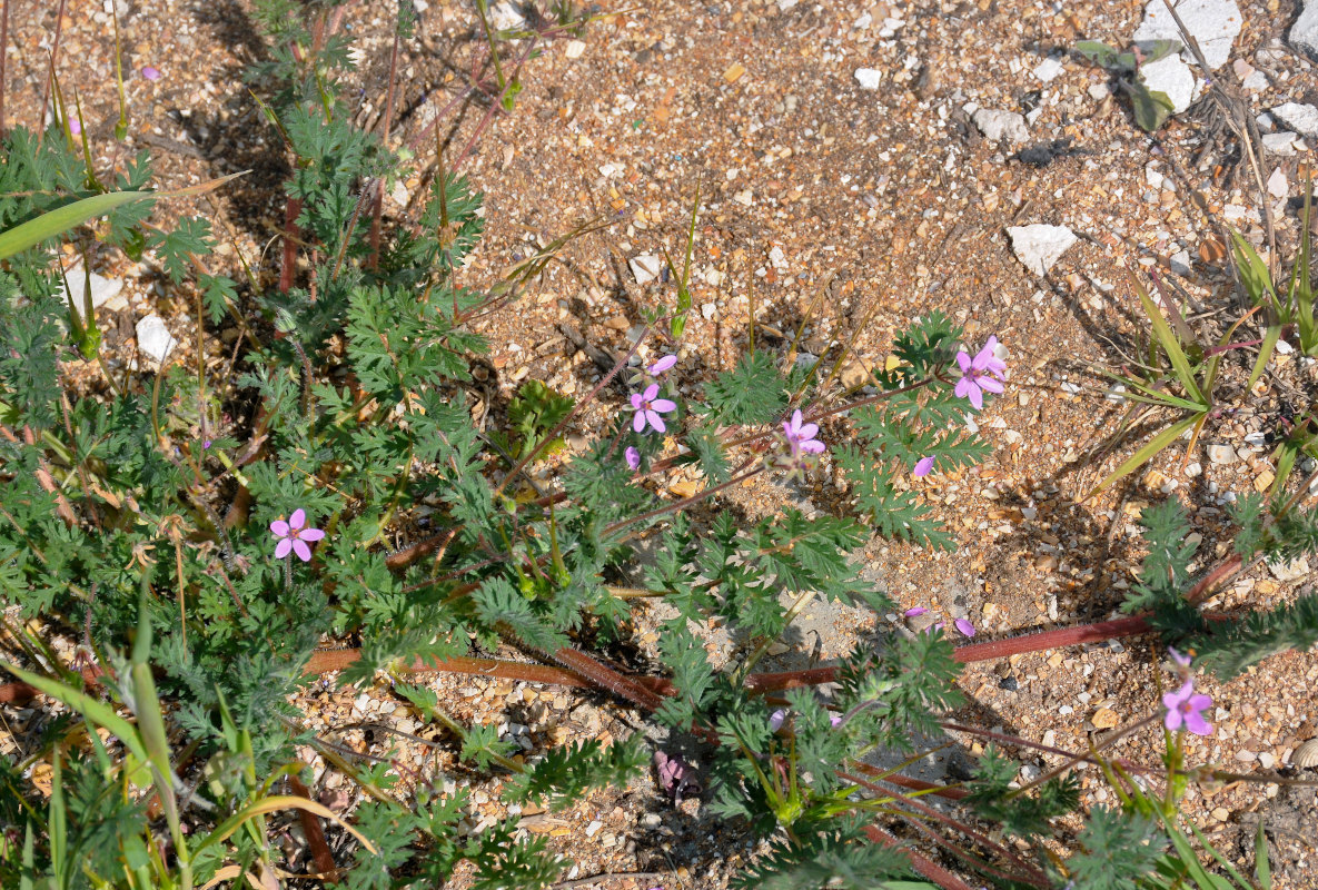 Изображение особи Erodium cicutarium.