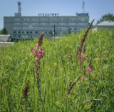 Onobrychis sibirica. Верхушки побегов с соцветиями. Пермский край, Кунгурский р-н, окр. с. Филипповка, окр. горы Ледяная близ гостиницы \"Сталагмит\", луг. 06.06.2021.